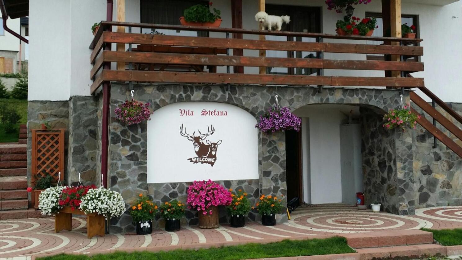 Vila Stefana Păltiniş Exterior foto
